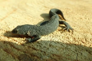 Alpine newt on a log