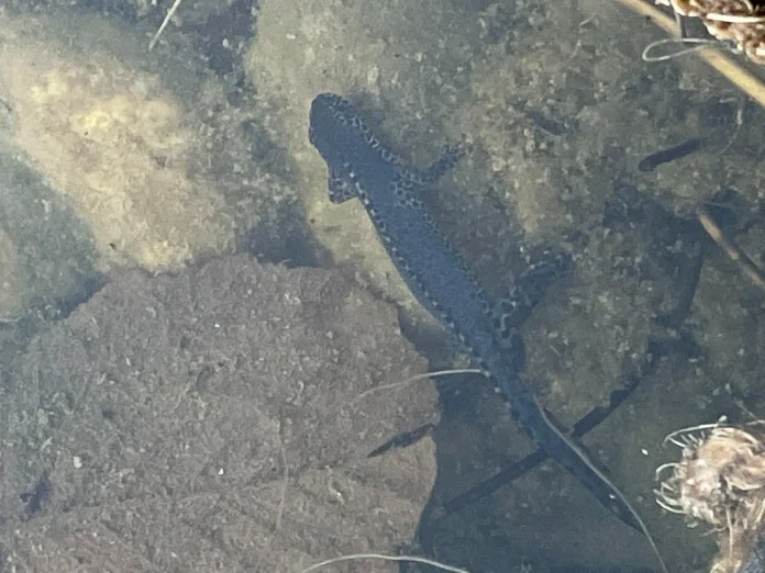 Alpine newt underwater
