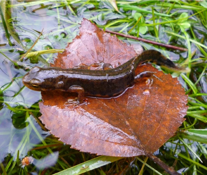 Bosca's Newt in water