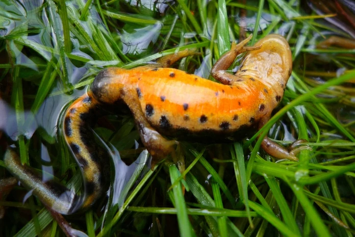 Bosca's Newt playing dead