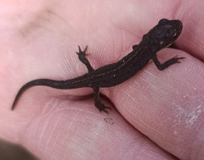 Bosca's Newt