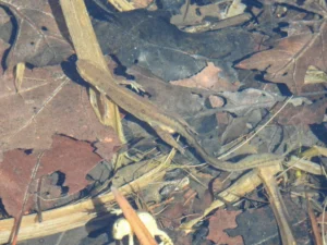 Eastern newt in clear water 1