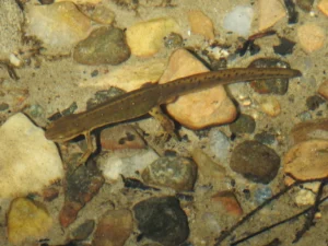 Eastern newt in clear water