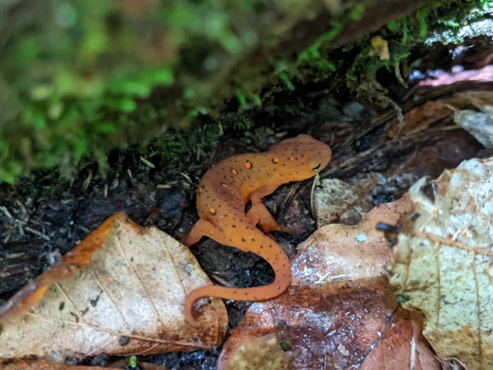 Eastern newt red eft next to algae