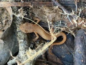 Eastern newt red eft 