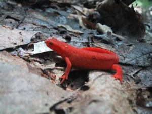 Eastern newt red eft with a very red color