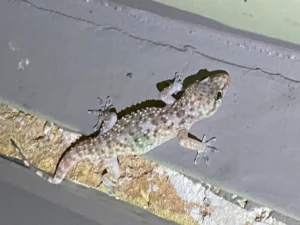 Gecko 1
