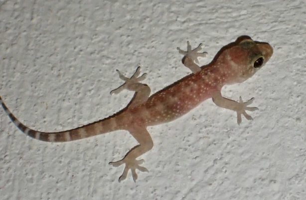 Gecko