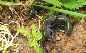 Italian crested newt