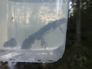Northern Smooth Newt