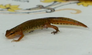 Palmate newt