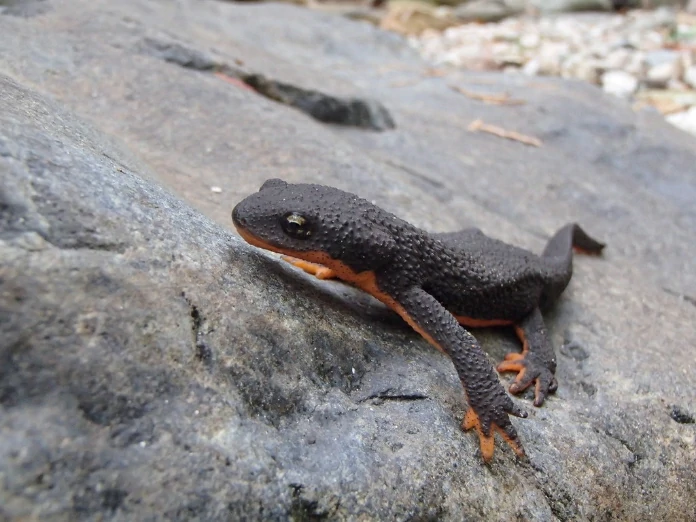Rough Skin newt on a gray rock