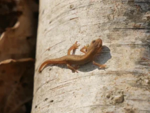 Smooth Newt 1
