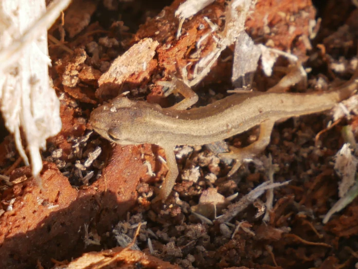 Smooth Newt 2