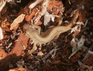 Smooth Newt 3