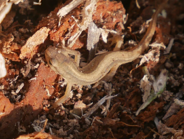 Smooth Newt 3