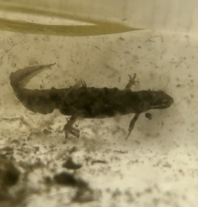 Smooth Newt in water closeup