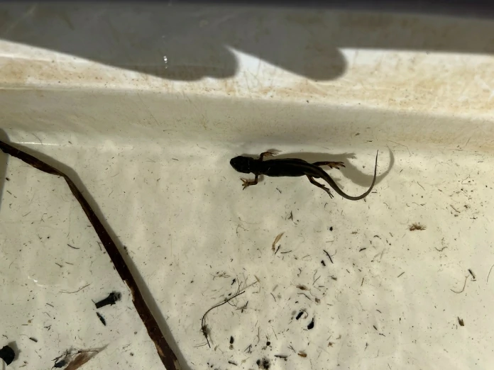 Smooth Newt swimming in sunlight