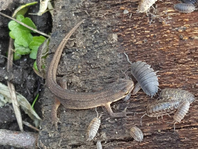 Smooth newt eating pillbugs