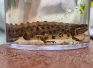 Smooth newt in a glass jar with water