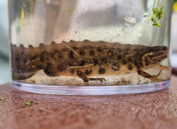 Smooth newt in a glass jar with water