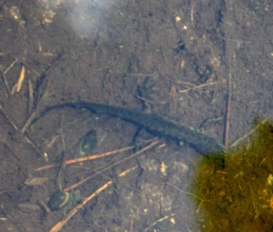 Smooth newt in clear water