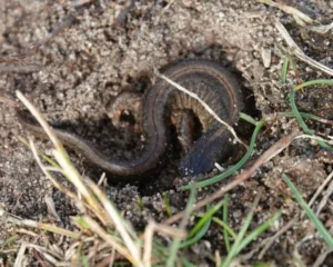 Smooth newt next to a stone 1