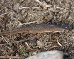 Smooth newt next to a stone
