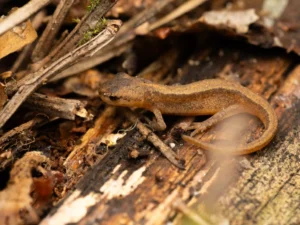 Smooth newt on brown log