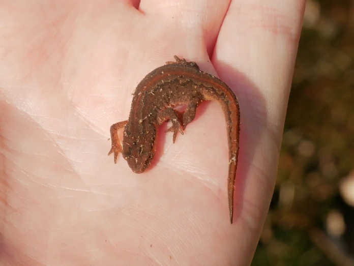 Smooth newt on hand (2)
