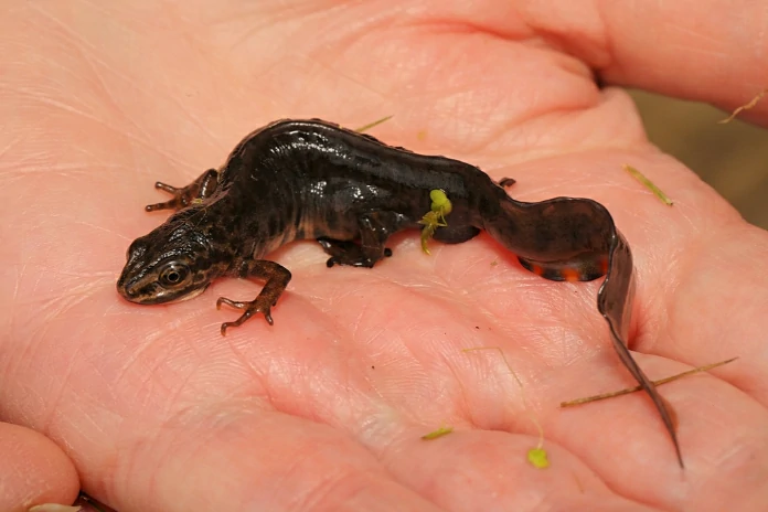 Smooth newt on hand
