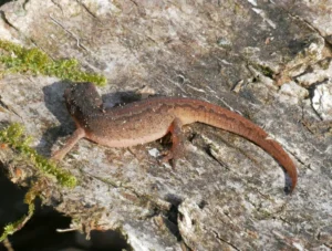 Smooth newt on log 0