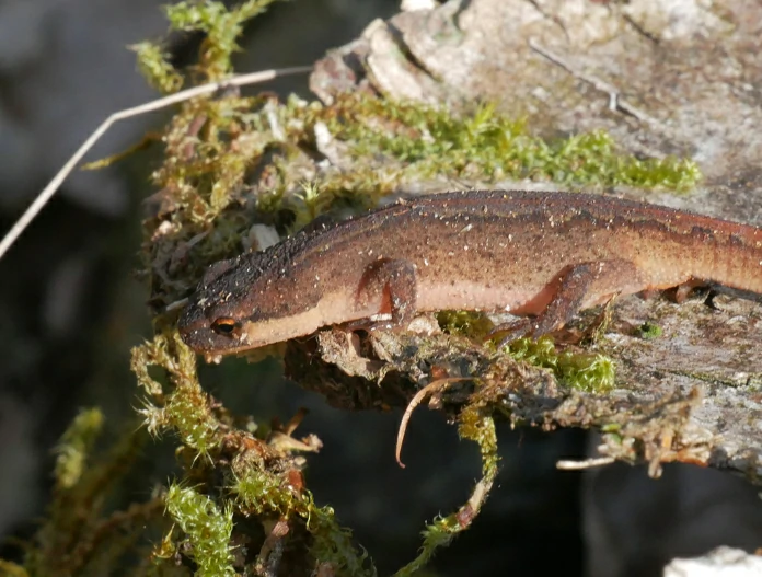 Smooth newt on log 1