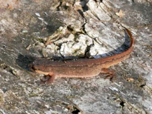 Smooth newt