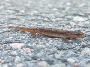 Smooth newt on pavement