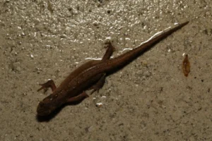 Smooth newt on wet pavement (2)