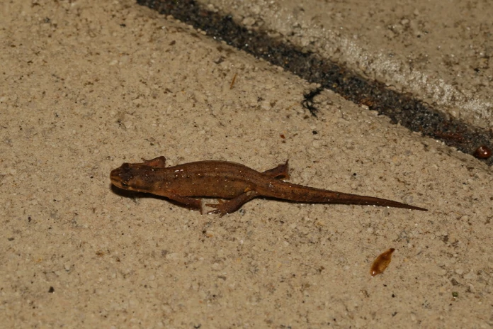 Smooth newt on wet pavement