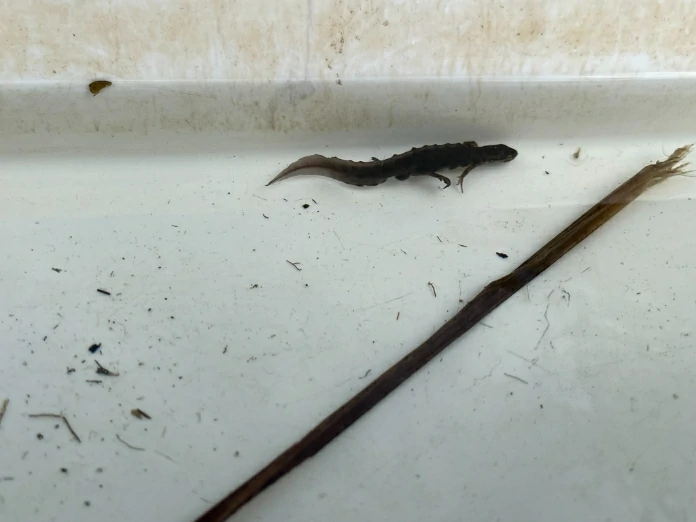 Smooth newt swimming on white background