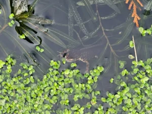 Smooth newt underwater