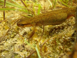 Smooth newt zoomed in