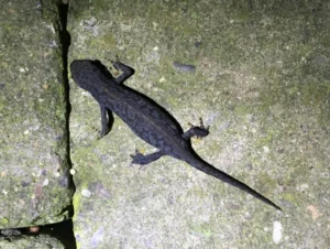 alpine newt on a rock in algae