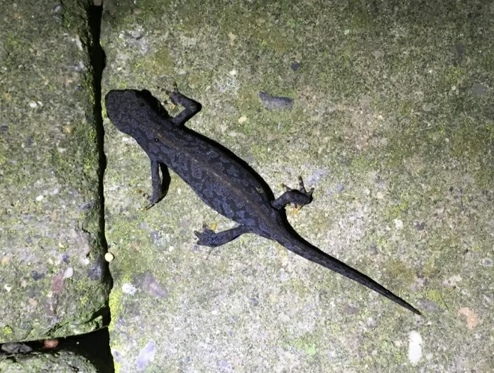 alpine newt on a rock in algae