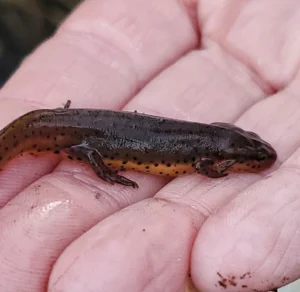 Eastern newt