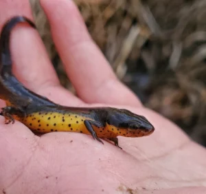 eastern newt on hand