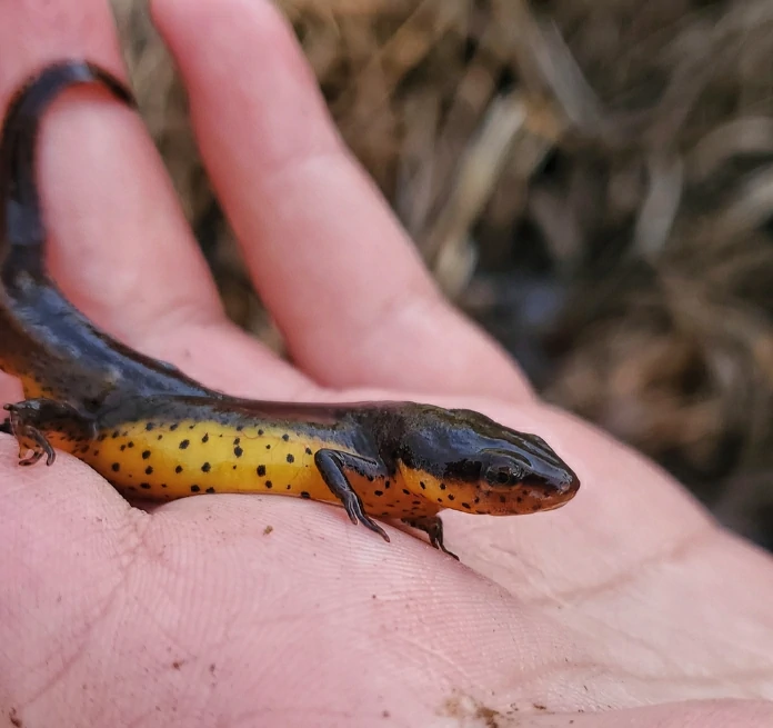 eastern newt on hand