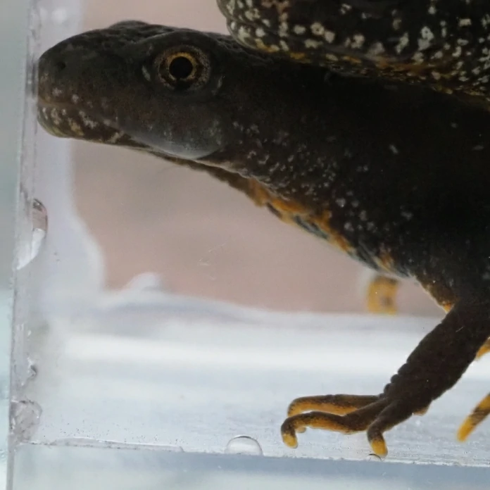 great crested newt close up of head (2)