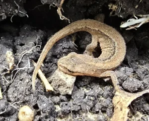 Smooth Newt 1
