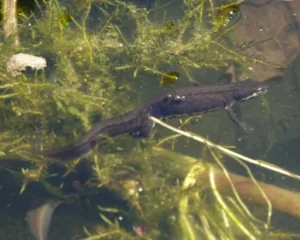 smooth newt in a pond with algae