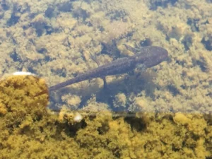 smooth newt lava in clear water 0
