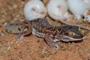 Austen's Thick-toed Gecko with egg